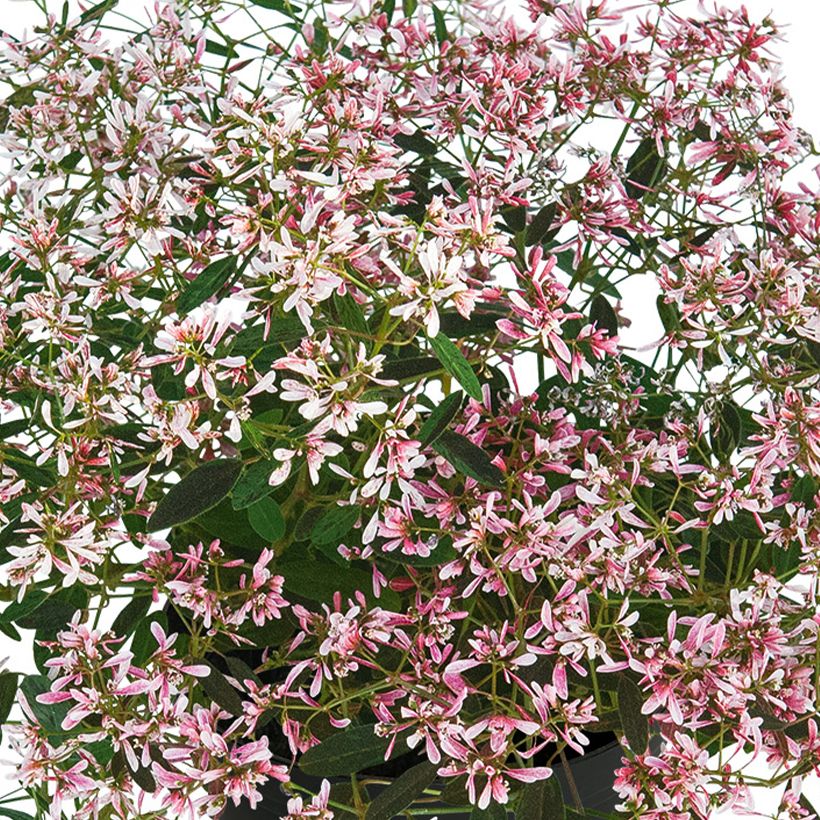 Euphorbia hypericifolia Shades in Pink (Fioritura)