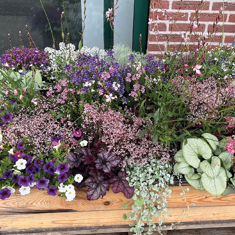 Euphorbia hypericifolia Shades in Pink (Porto)