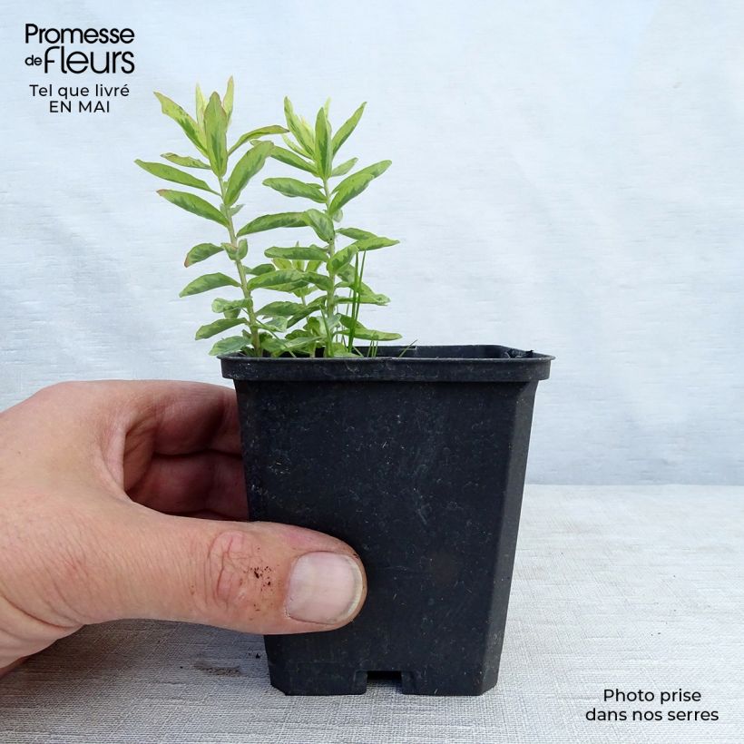 Euphorbia waldsteinii Betten Vasetto da 8/9 cm esemplare consegnato in primavera