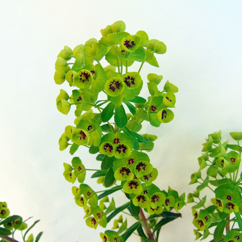Euphorbia martinii (Foliage)