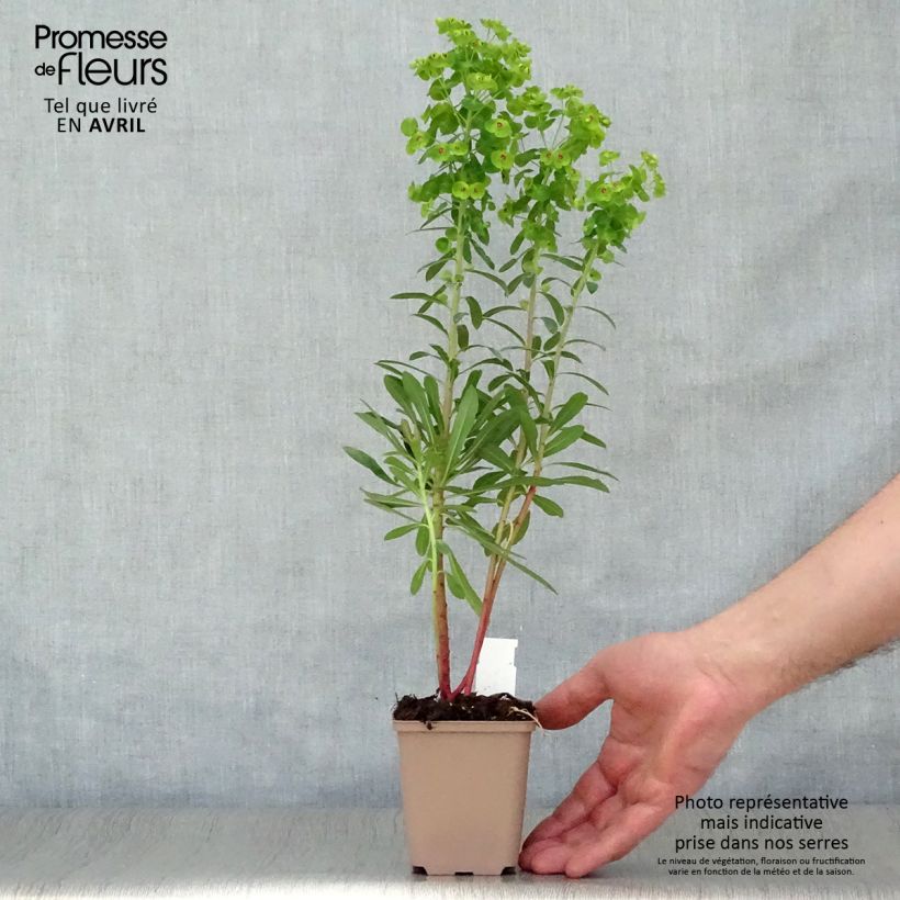 Example of Euphorbia martinii Vasetto da 8/9 cm as you get in printemps