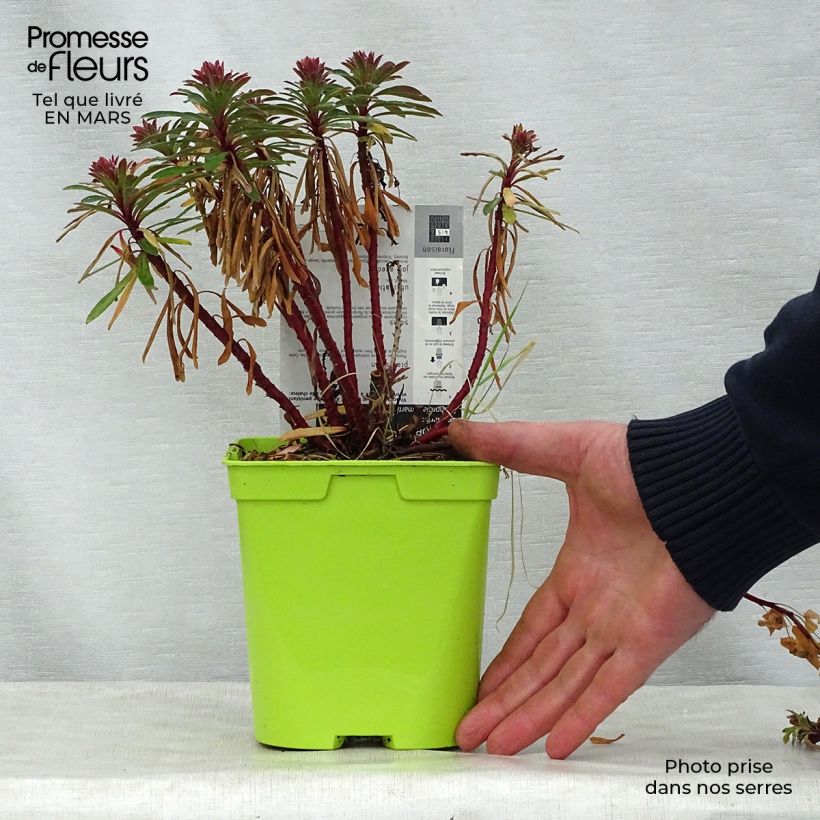 Example of Euphorbia martinii Vaso da 2L/3L as you get in printemps
