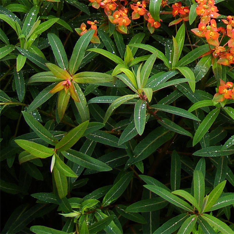 Euphorbia griffithii Dixter (Fogliame)