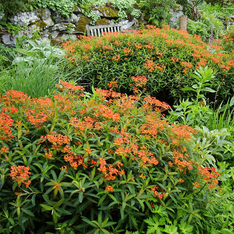 Euphorbia griffithii Dixter (Porto)