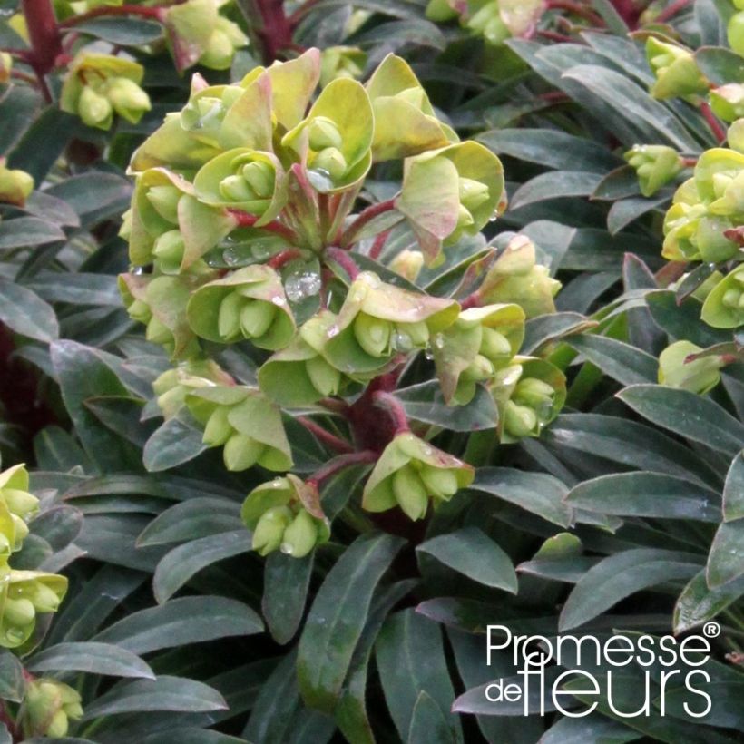 Euphorbia Redwing (Flowering)