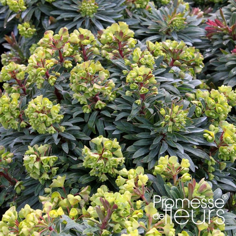 Euphorbia Redwing (Plant habit)