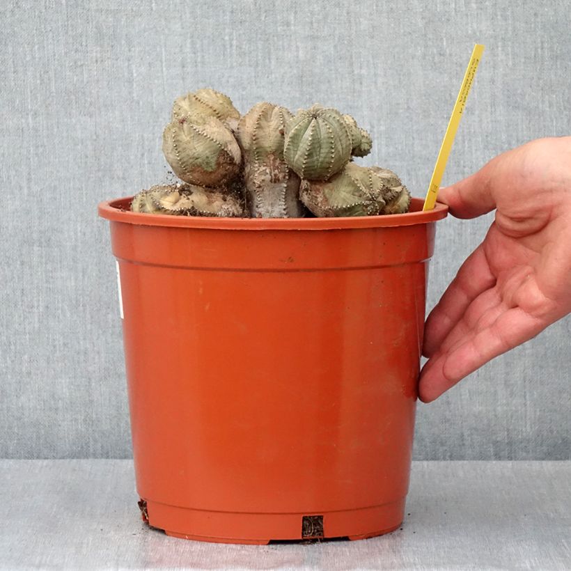 Euphorbia globosa Vaso da 4L/5L esemplare consegnato in primavera