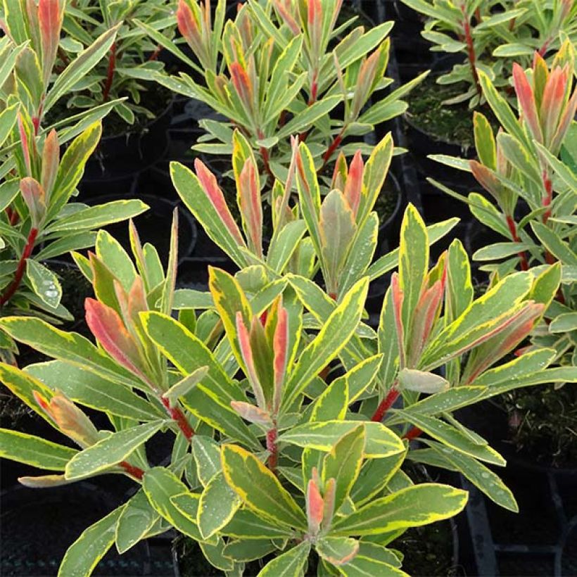 Euphorbia martinii Ascot Rainbow (Foliage)