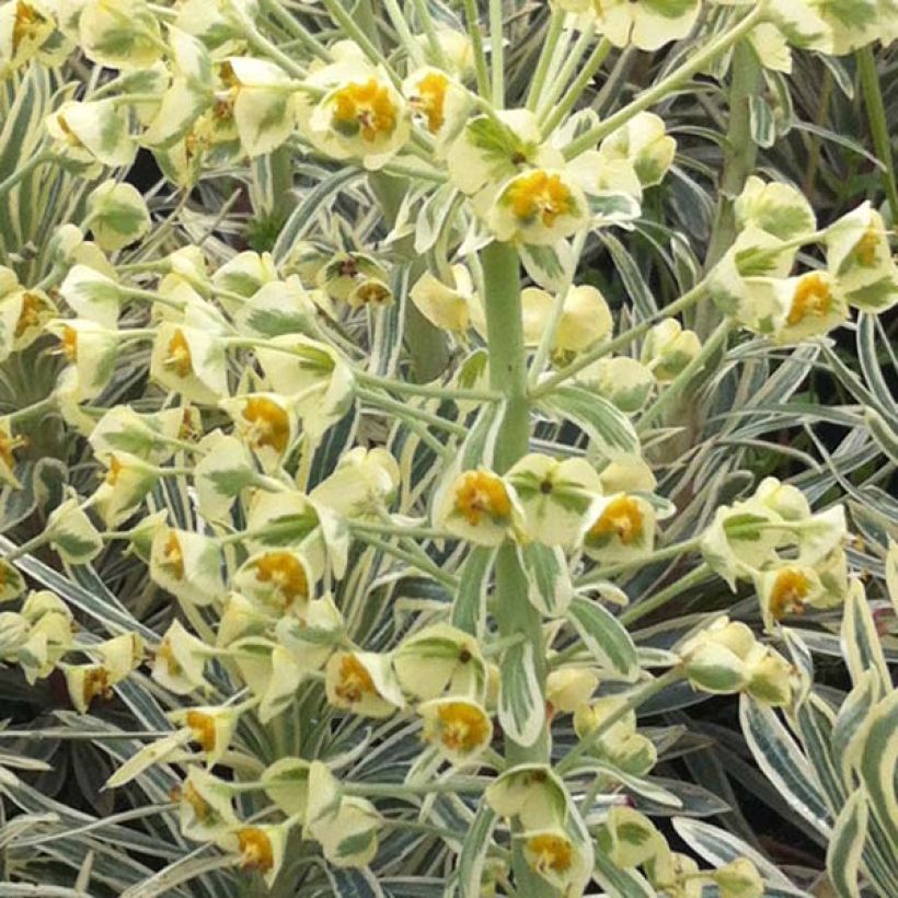 Euphorbia characias Emmer Green (Fioritura)