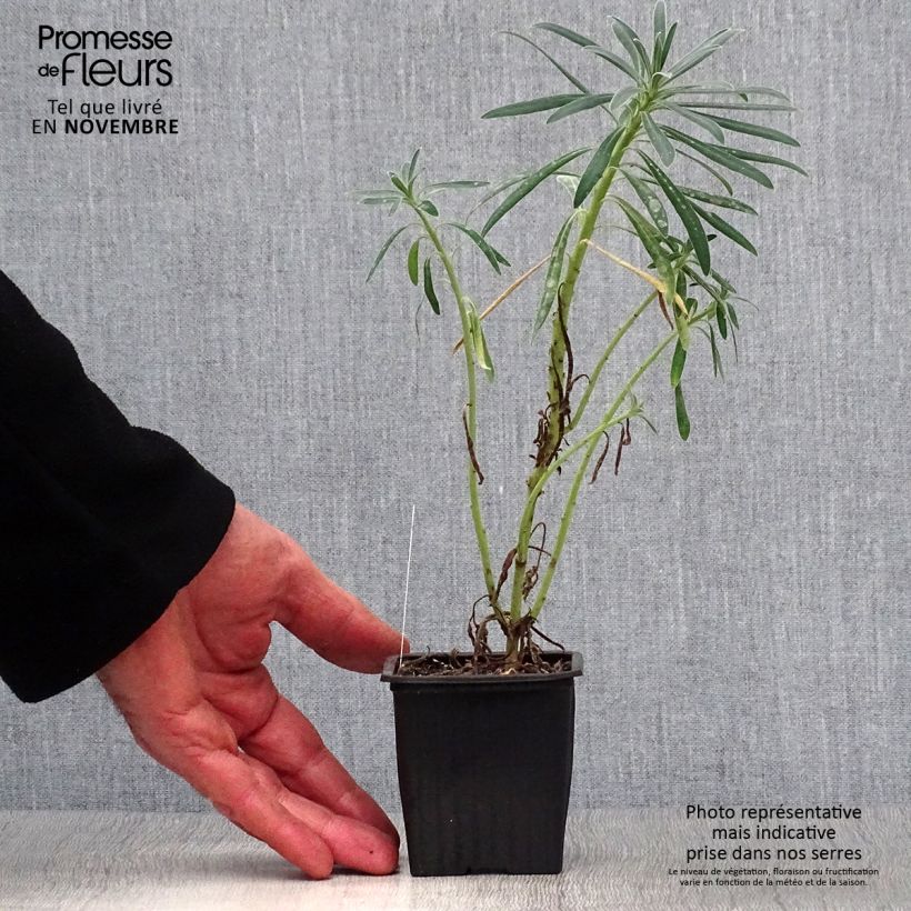 Esemplare di Euforbia cespugliosa - Euphorbia characias Vasetto da 8/9 cm come consegnato in autunno