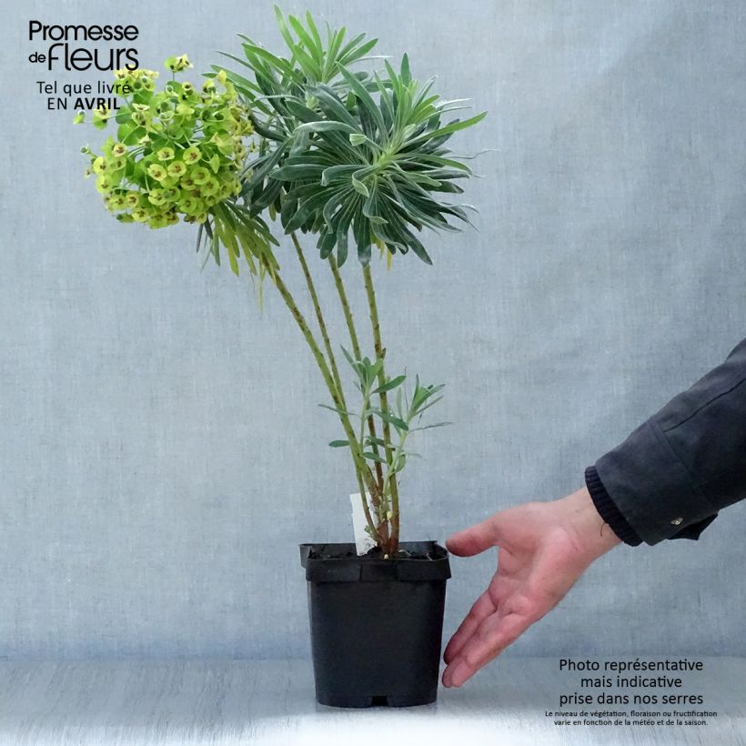 Example of Euphorbia characias - Euforbia cespugliosa Vaso da 2L/3L as you get in printemps