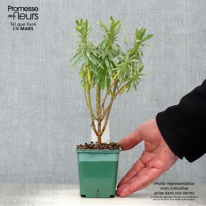 Euphorbia characias subsp. characias Vasetto da 8/9 cm esemplare consegnato in primavera