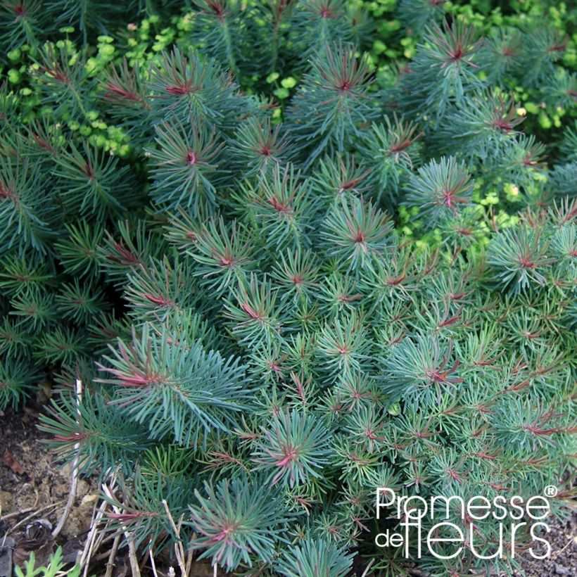 Euphorbia cyparissias Clarice Howard (Foliage)