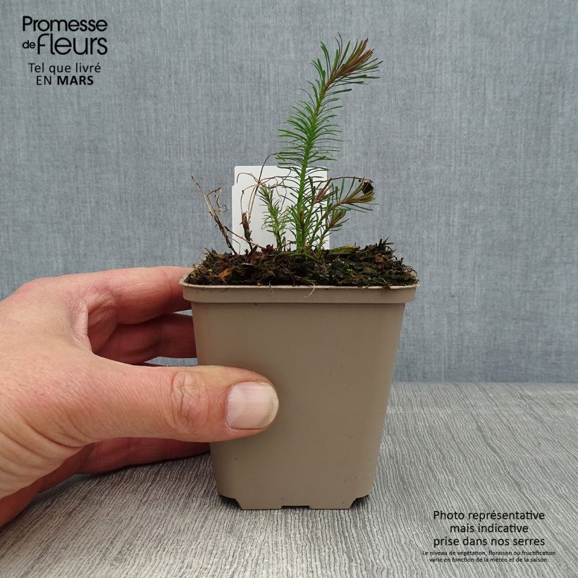 Example of Euphorbia cyparissias Fens Ruby Vasetto da 8/9 cm as you get in printemps