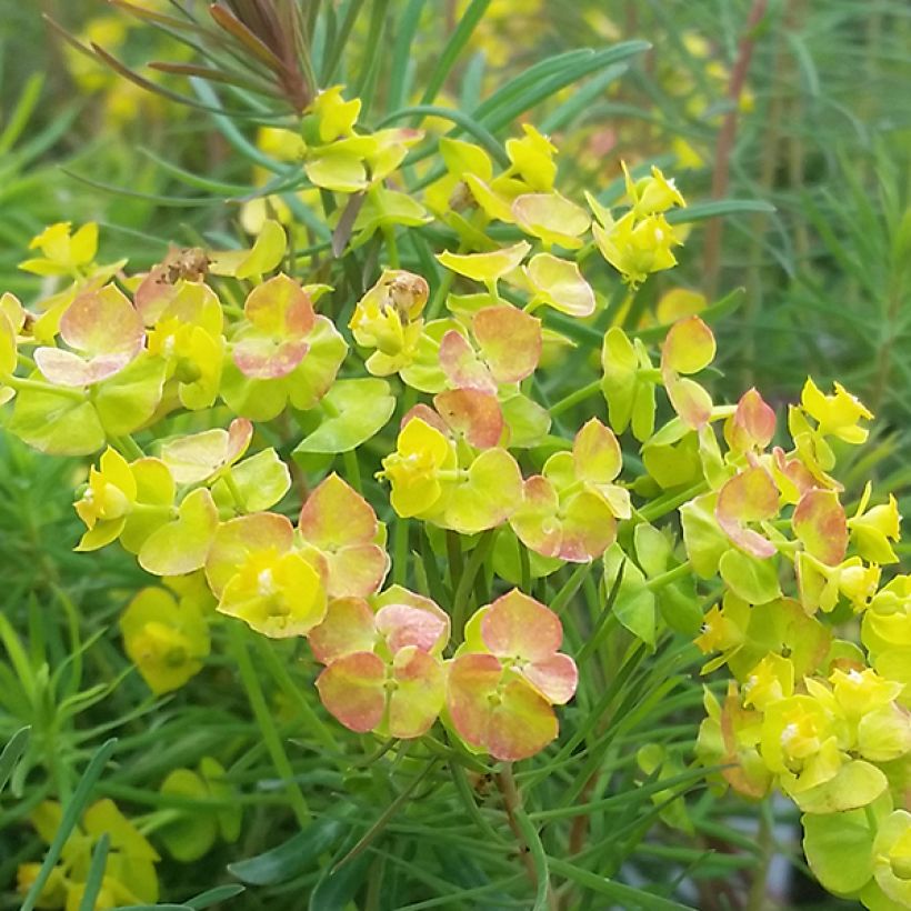 Euphorbia cyparissias Orange Man (Fioritura)