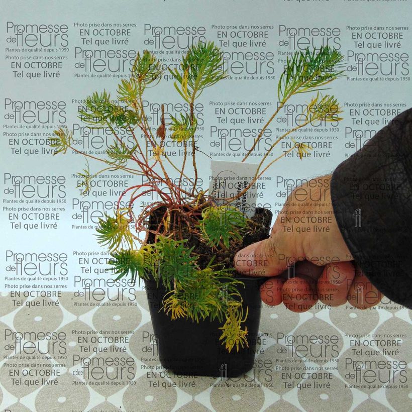 Esempio di esemplare Euphorbia cyparissias Orange Man Vasetto da 8/9 cm come consegnato