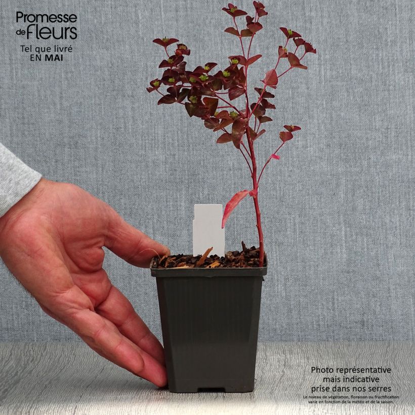 Euphorbia dulcis Chameleon Vasetto da 8/9 cm esemplare consegnato in primavera