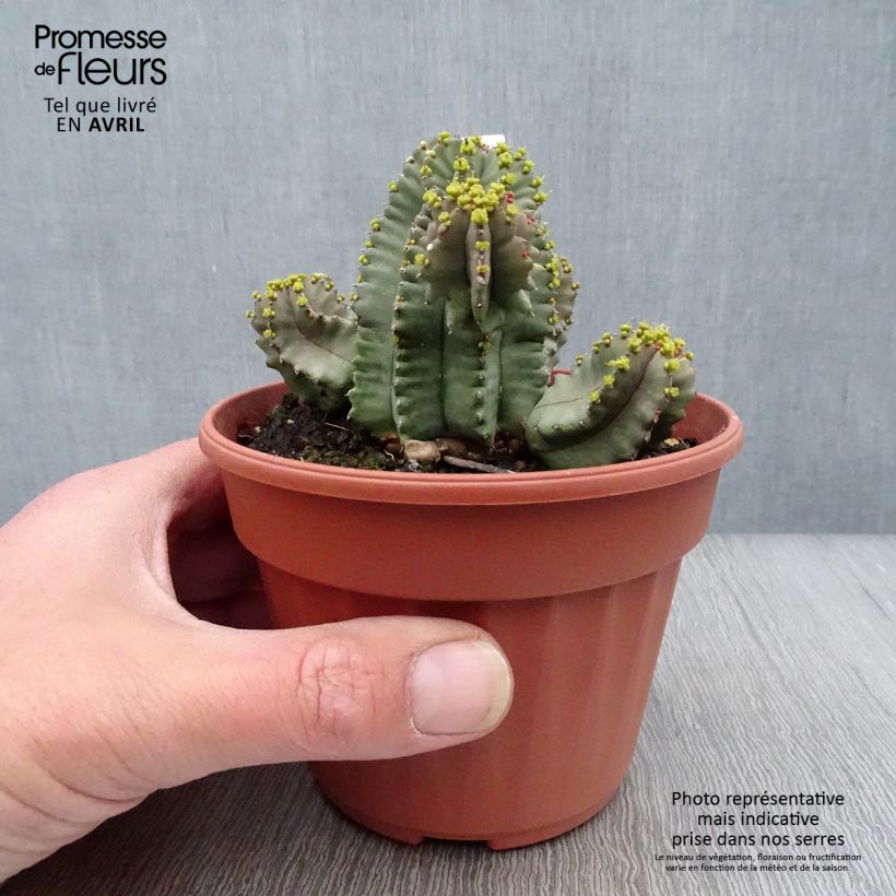 Euphorbia fruticosa Inermis Vaso da Ø 12 cm / 13 cm esemplare consegnato in primavera