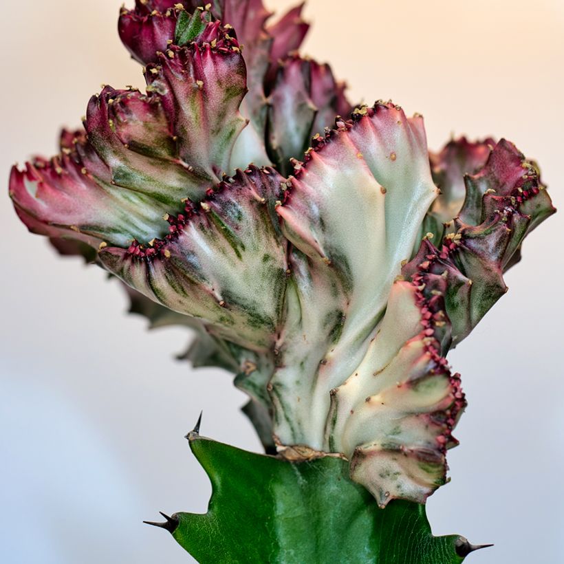 Euphorbia lactea Cristata (Fogliame)