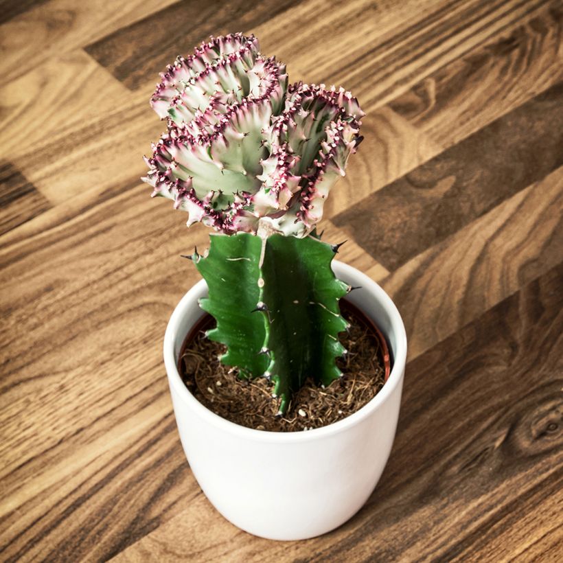 Euphorbia lactea Cristata (Porto)