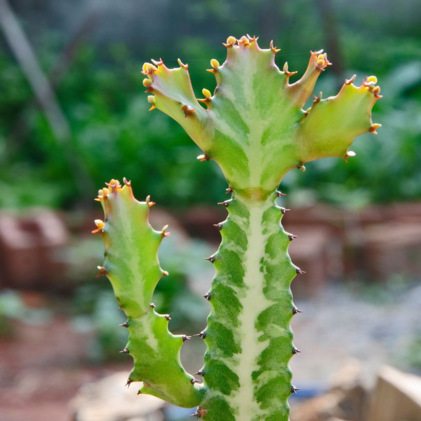 Euphorbia lactea (Foliage)