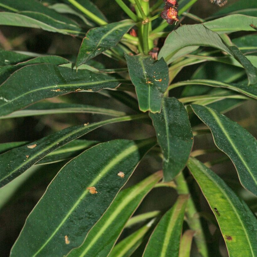 Euphorbia mellifera (Foliage)