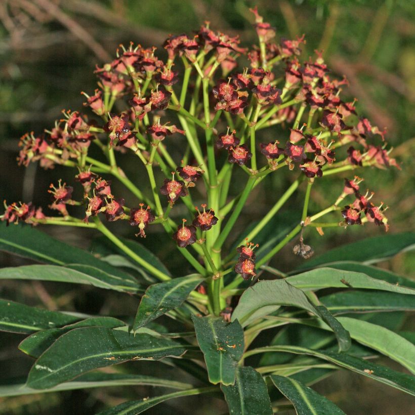 Euphorbia mellifera (Flowering)