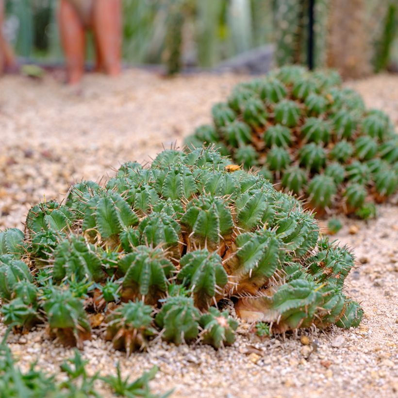 Euphorbia meloformis (Plant habit)