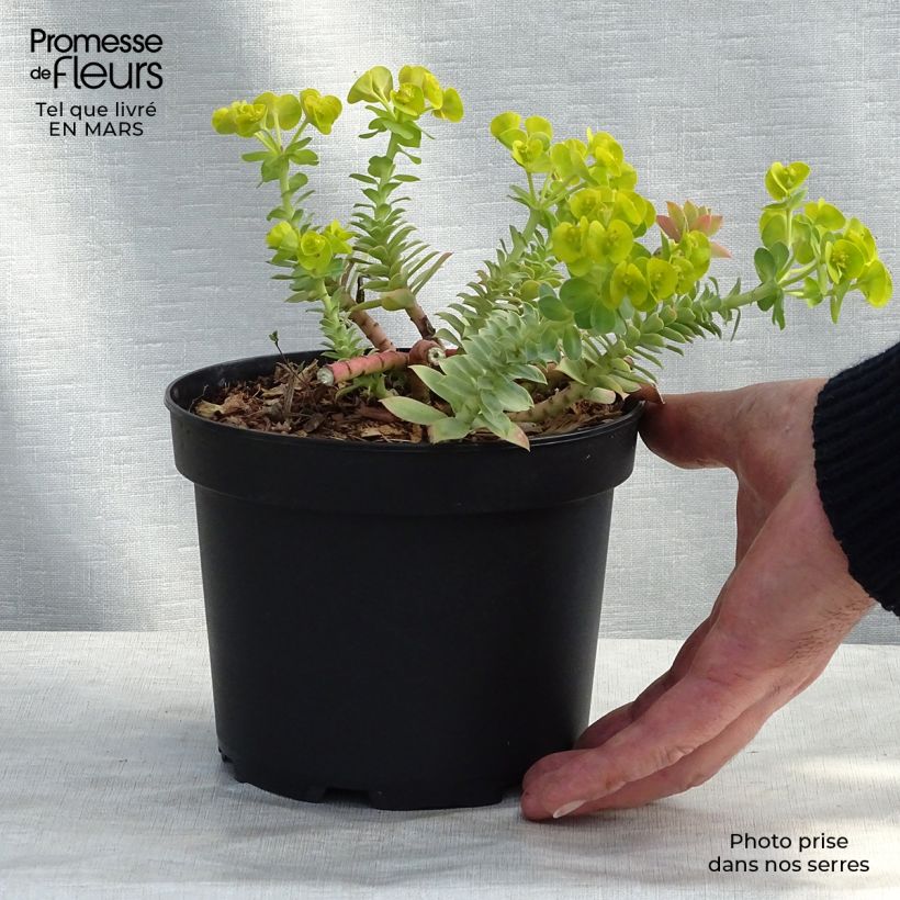 Euphorbia myrsinites Vaso da 2L/3L esemplare consegnato in primavera