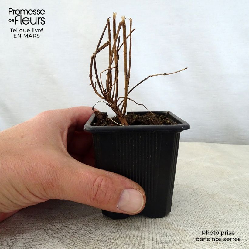 Example of Euphorbia pithyusa subsp. cupanii Ponte Leccia Vasetto da 8/9 cm as you get in printemps