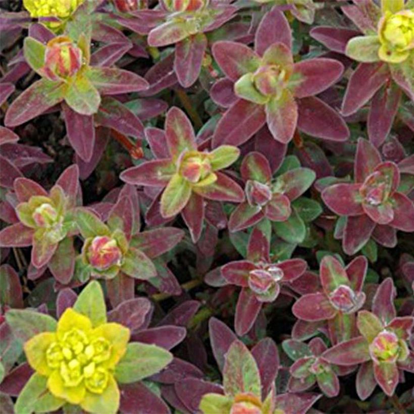 Euphorbia polychroma Bonfire (Foliage)