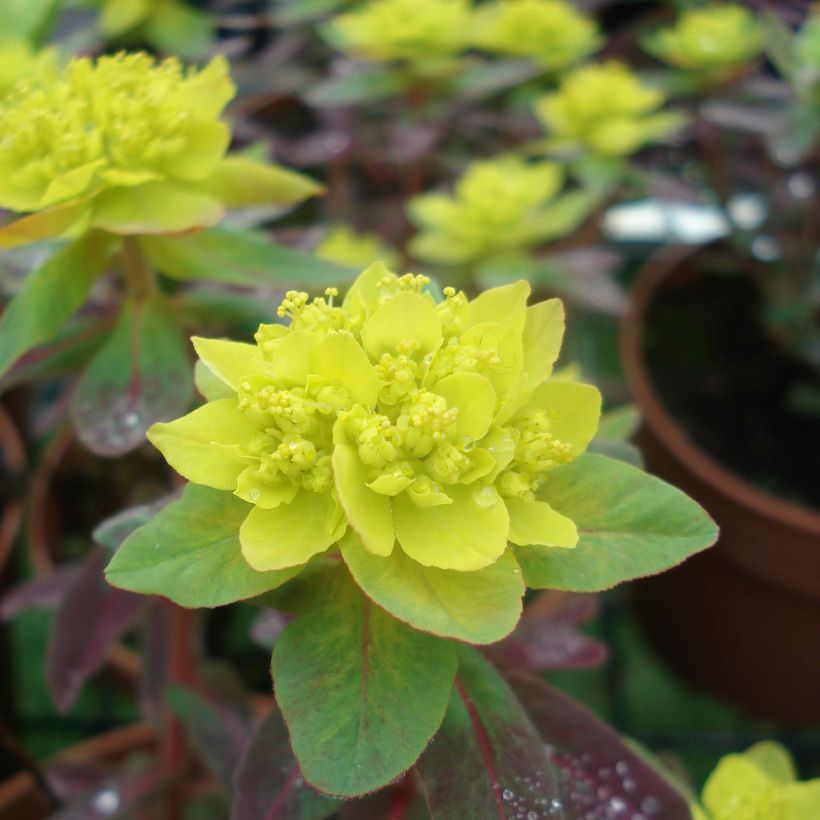 Euphorbia polychroma Bonfire (Flowering)