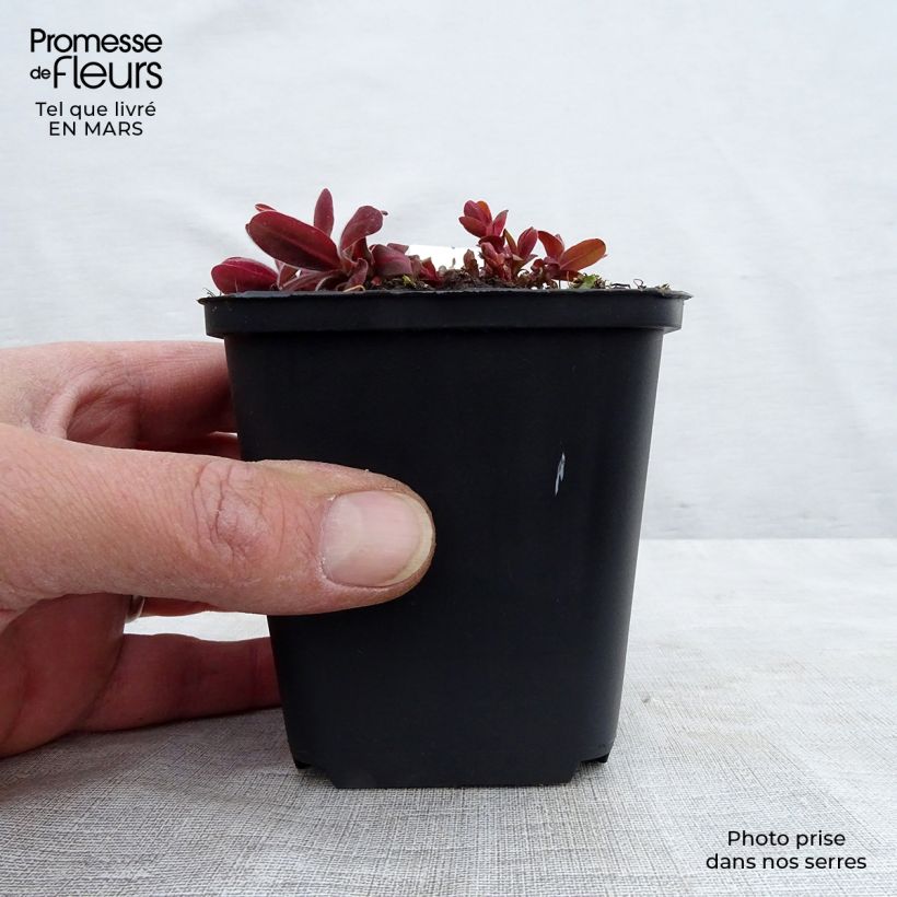 Example of Euphorbia polychroma Bonfire Vasetto da 8/9 cm as you get in printemps