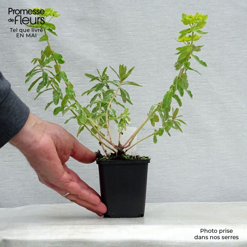 Euphorbia polychroma Vasetto da 8/9 cm esemplare consegnato in primavera