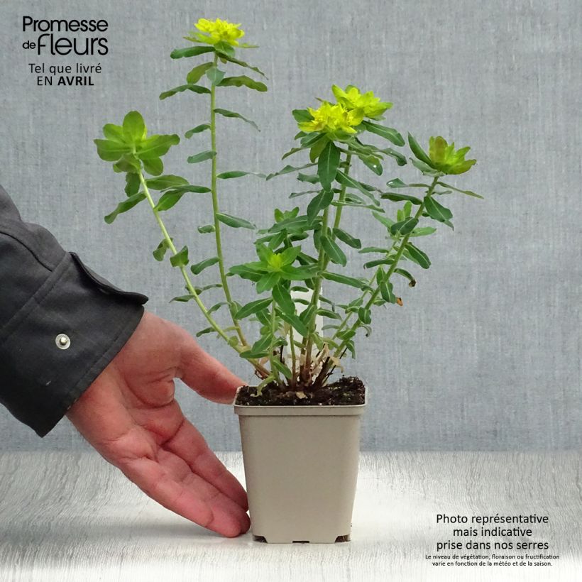 Example of Euphorbia polychroma Purpurea Vasetto da 8/9 cm as you get in printemps