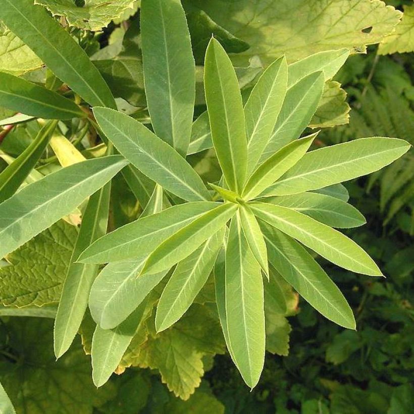 Euphorbia sarawschanica (Fogliame)