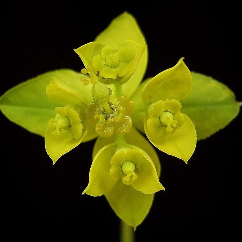 Euphorbia sarawschanica (Fioritura)