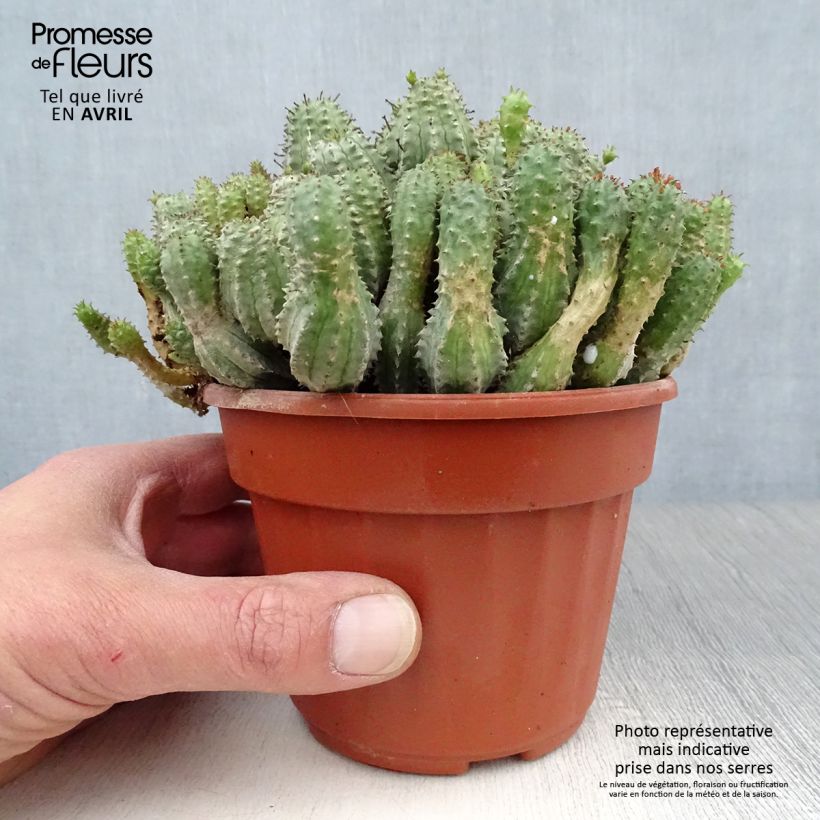 Euphorbia submammillaris Vaso da Ø 12 cm / 13 cm esemplare consegnato in primavera