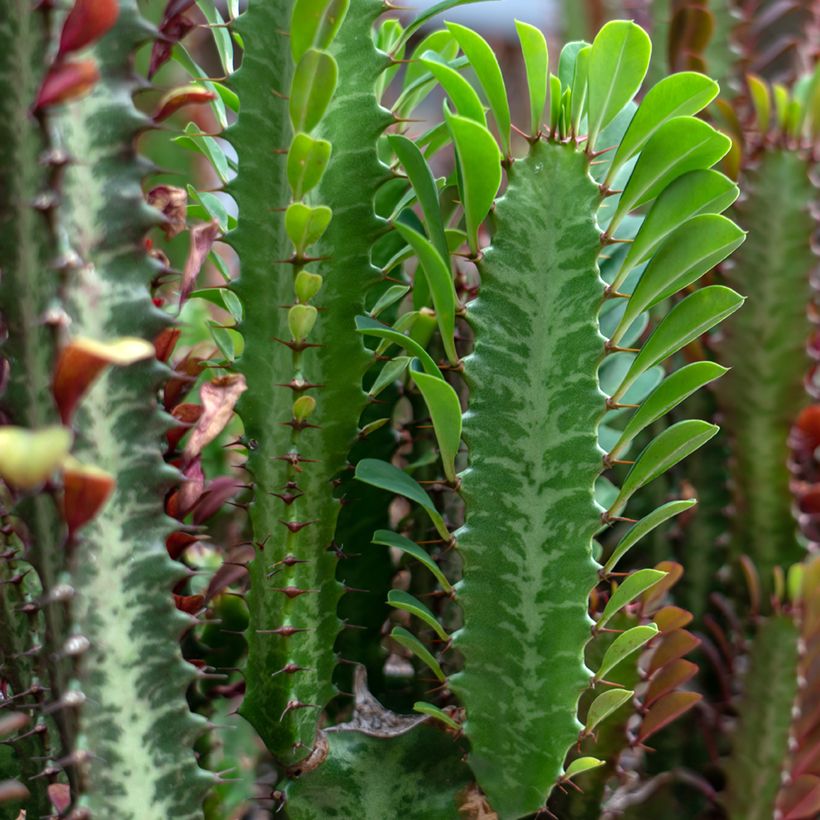 Euphorbia trigona (Fogliame)