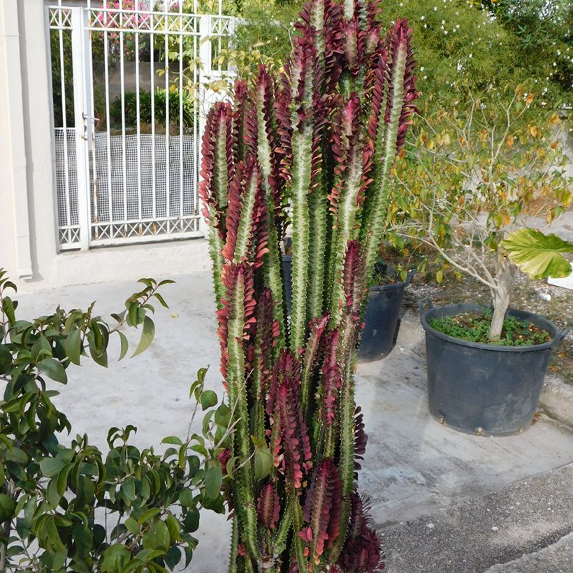 Euphorbia trigona f. rubra (Plant habit)
