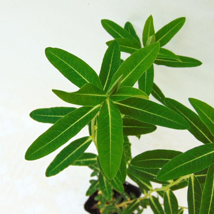 Euphorbia wallichii (Foliage)