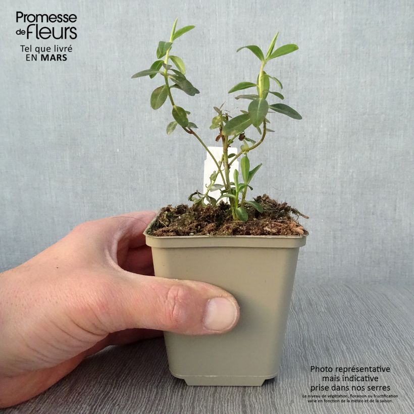 Example of Euphorbia wallichii Vasetto da 8/9 cm as you get in printemps