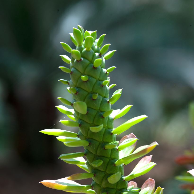 Euphorbia ritchiei (Fogliame)