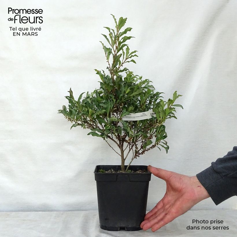 Eurya japonica Moutiers Vaso da 2L/3L esemplare consegnato in primavera
