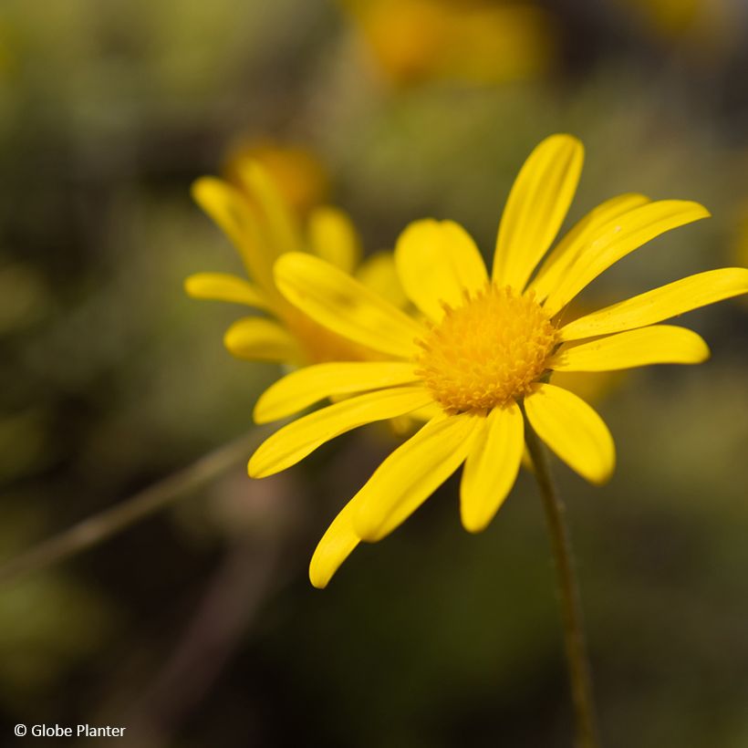 Euryops Infinity (Fioritura)