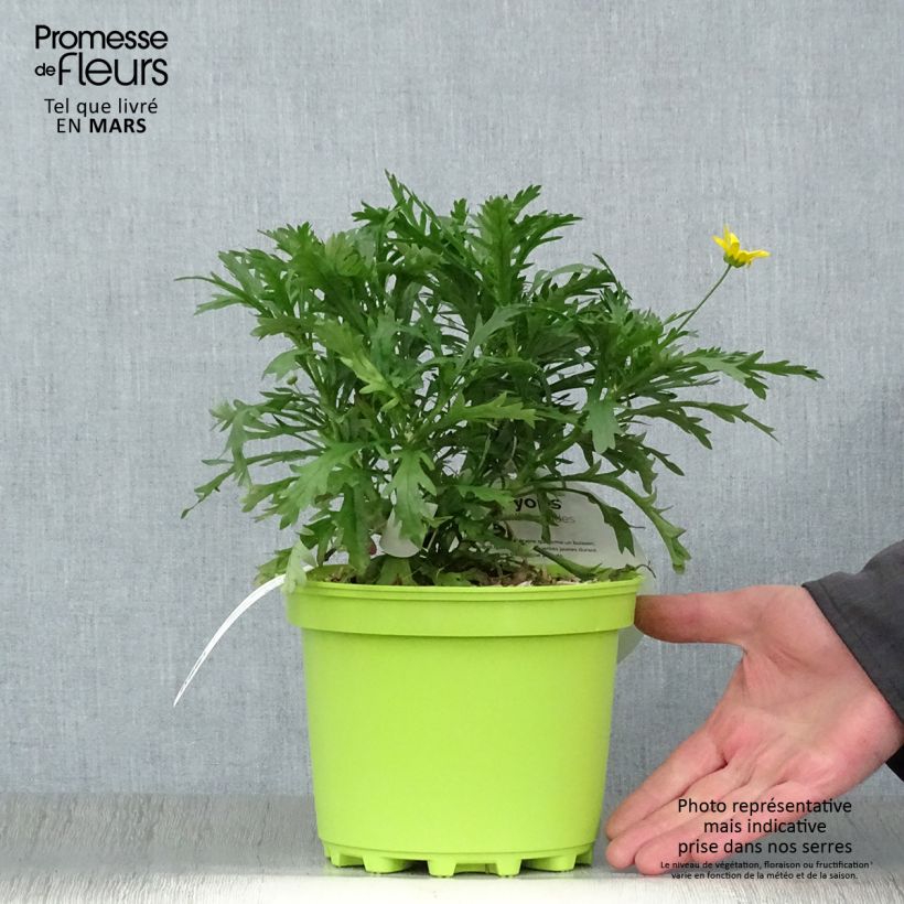 Example of Euryops chrysanthemoides Vaso da 2L/3L as you get in printemps