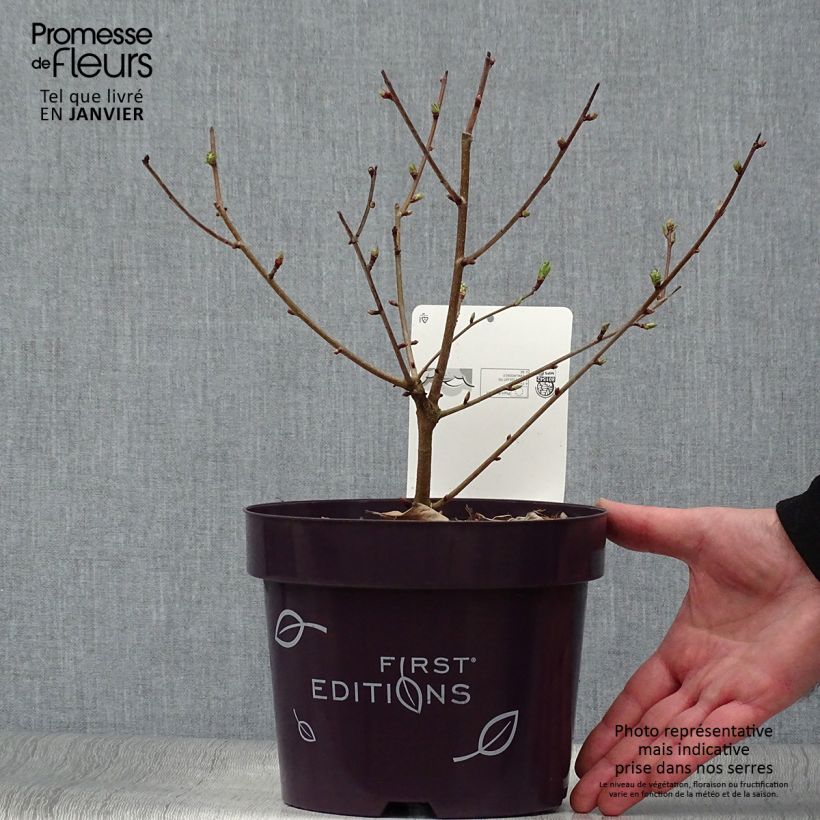Example of Exochorda macrantha Lotus Moon Vaso da 3L/4L as you get in hiver