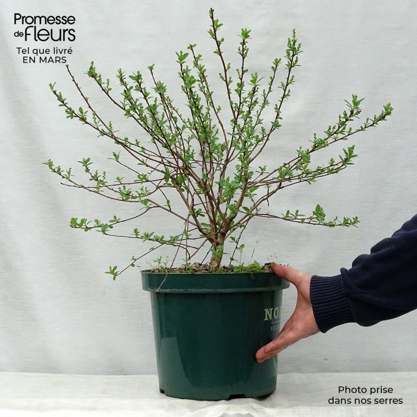 Example of Exochorda racemosa Niagara Vaso da 7,5L/10L as you get in printemps