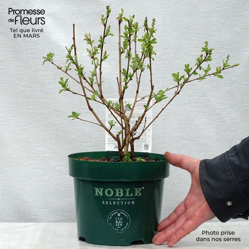 Example of Exochorda racemosa Niagara Vaso da 3L/4L as you get in printemps