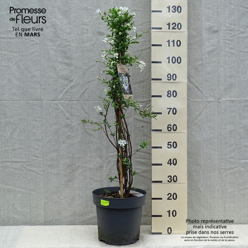 Example of Exochorda macrantha The Bride Vaso da 12L/15L as you get in printemps